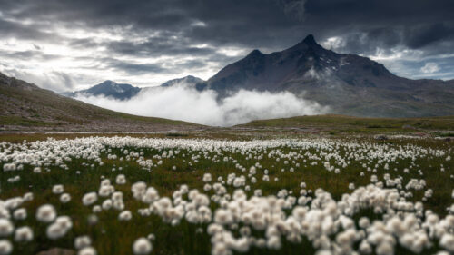 Dramatic Alpine Landscape with Cotton Grass Field 4K Wallpaper