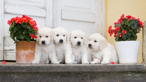 Four Adorable Golden Retriever Puppies with Red Flowers PC Wallpaper