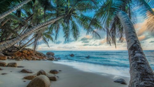 Tropical Beach Sunset with Palm Trees and Ocean Waves Desktop Wallpaper