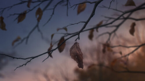 Melancholic Autumn Tree Branch with Fading Leaves PC Wallpaper