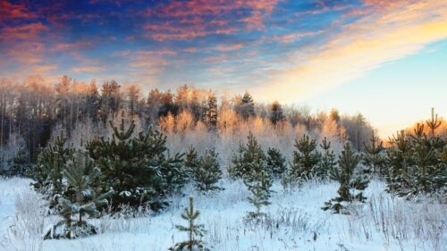 Breathtaking Winter Forest Landscape at Sunset 4K Desktop Wallpaper