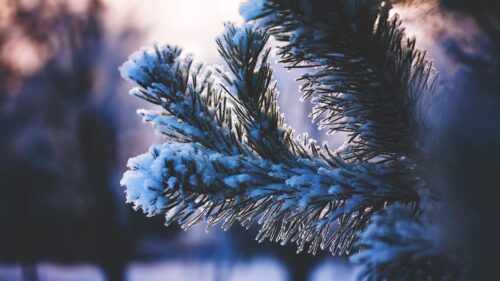 Macro Snow Covered Pine Tree Branch Winter Frost Desktop Wallpaper