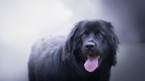 Stunning Black Newfoundland Dog Portrait Desktop Wallpaper