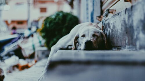 Sleepy White Dog Resting on Stone Steps PC Wallpaper