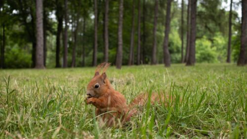 Cute Red Squirrel Sitting in Green Forest Grass PC Wallpaper