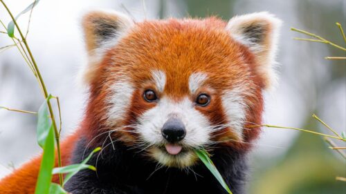 Adorable Red Panda Eating Bamboo Close Up 4K Wallpaper