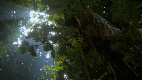 Sunlight Filtering Through Ancient Forest Tree Canopy 4K Wallpaper