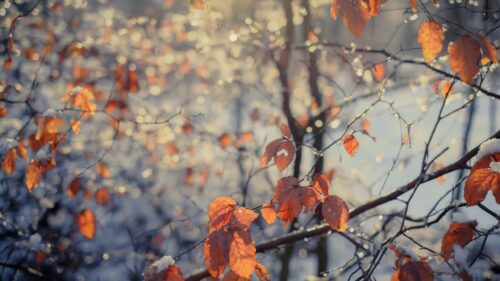 Beautiful Autumn Leaves with Winter Snow Bokeh PC Wallpaper