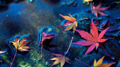 Beautiful Red Maple Leaves Floating on Dark Water Surface PC Wallpaper