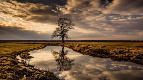 Lonely Bare Tree by a Calm River at Sunset PC Wallpaper