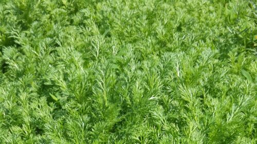 Lush Green Fern Leaves Nature Pattern Desktop Wallpaper