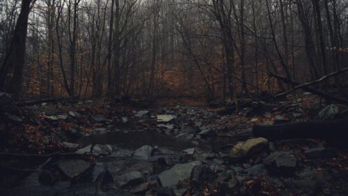 Moody Dark Forest Stream with Autumnal Tones PC Wallpaper