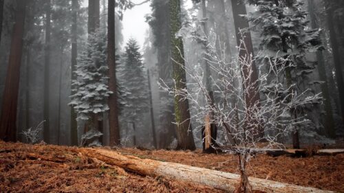 Misty Winter Forest with Frosted Pine Trees Desktop Wallpaper