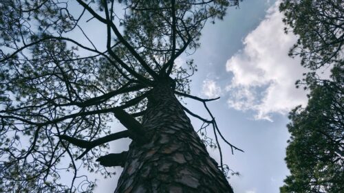 Low Angle View of Tall Pine Tree Against Blue Sky PC Wallpaper