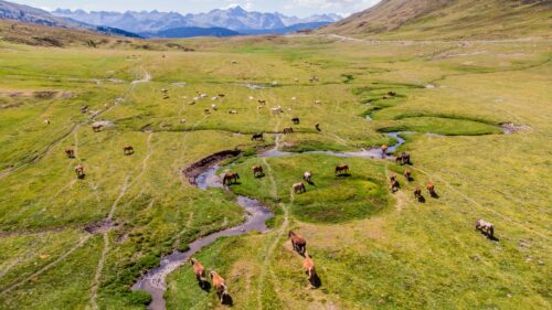 Stunning Aerial View of Horses Grazing in a Green Mountain Valley Desktop Wallpaper