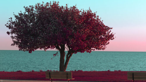 Stunning Surreal Red Tree by the Teal Ocean Coast Desktop Wallpaper