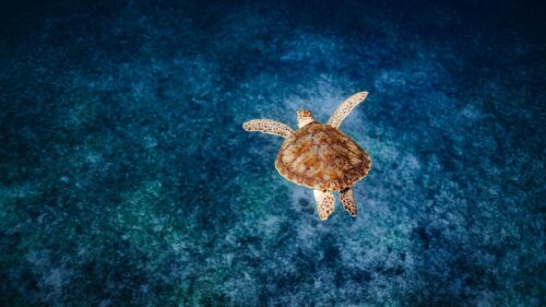 Beautiful Sea Turtle Swimming in Deep Blue Ocean 4K Wallpaper