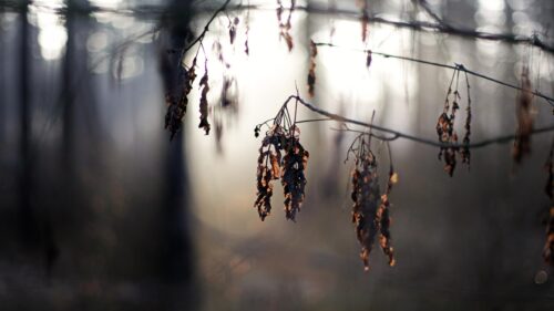 Macro Photography of Dried Autumn Leaves in Soft Morning Fog PC Wallpaper