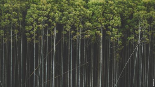Minimalist Pine Forest Tall Trees Nature 4K Desktop Wallpaper