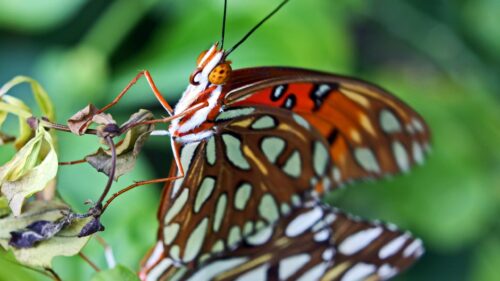 Stunning Macro Photography of a Gulf Fritillary Butterfly Desktop Wallpaper