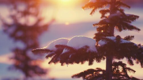 Winter Sunset Pine Branch Covered in Snow PC Wallpaper