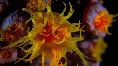Vibrant Glowing Yellow Coral Macro Underwater PC Wallpaper