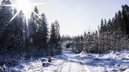 Stunning Snowy Forest Path with Sunburst Winter Scenery PC Wallpaper