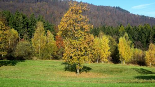 Stunning Golden Autumn Forest Meadow Landscape PC Wallpaper