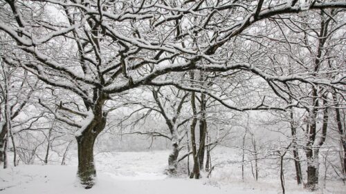 Enchanting Winter Forest Covered in Deep Snow 4K PC Wallpaper