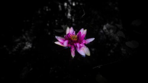 Stunning Pink Water Lily Flower in Dark Pond PC Wallpaper