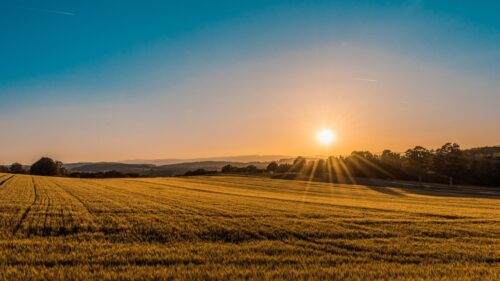 Golden Hour Wheat Field Sunset Landscape 4K Wallpaper