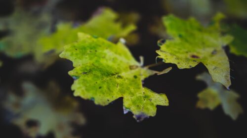 Macro Photography of Green Autumn Leaves with Dark Blurred Background 4K Wallpaper