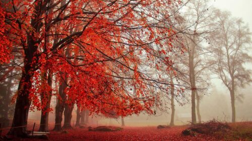 Enchanting Misty Autumn Forest with Vibrant Red Foliage 4K Wallpaper