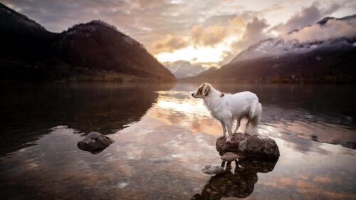 Cute White Dog Standing on Rock in Calm Mountain Lake 4K Wallpaper