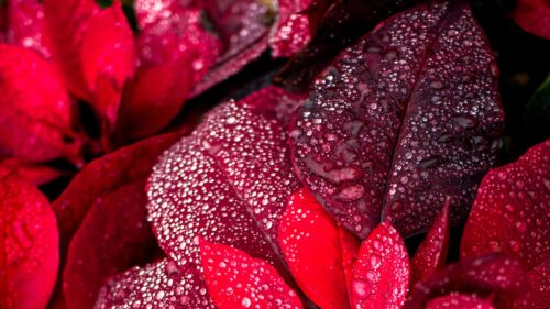 Stunning Red Poinsettia Leaves with Morning Dew Drops 4K Wallpaper