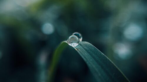 Macro Photography Water Drop on Green Grass Blade 4K Wallpaper