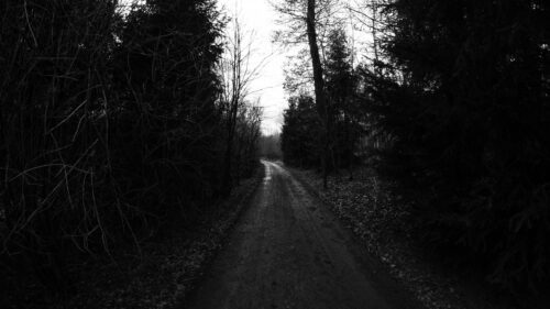 Eerie Black and White Forest Path Moody Nature PC Wallpaper