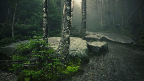 Misty Forest Path with Mossy Stones and Ancient Trees PC Wallpaper