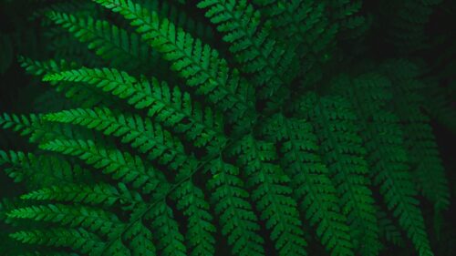 Deep Forest Dark Green Fern Leaves Nature PC Wallpaper