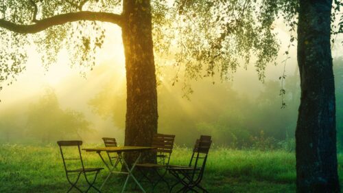 Misty Morning Forest Garden with Sunbeams Desktop Wallpaper