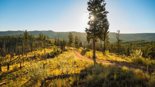 Golden Hour Forest Trail Landscape 4K Desktop Wallpaper