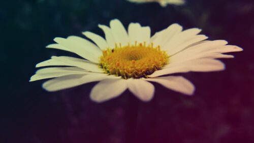 Macro Photography of a White Daisy Flower with Yellow Center PC Wallpaper