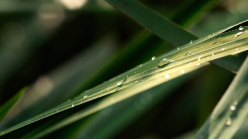 Macro Green Leaf with Morning Dew Drops 4K PC Wallpaper
