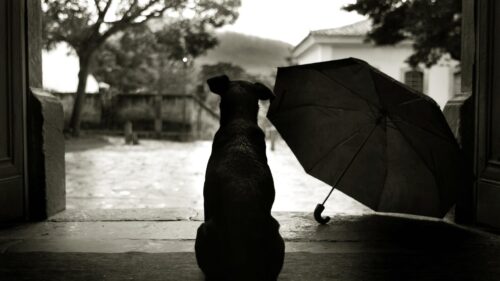 Lonely Dog Watching Rain with Umbrella Sepia Aesthetic PC Wallpaper