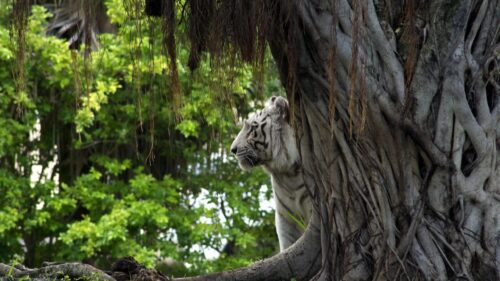 Majestic White Tiger Peeking Behind Ancient Tree Forest Desktop Wallpaper