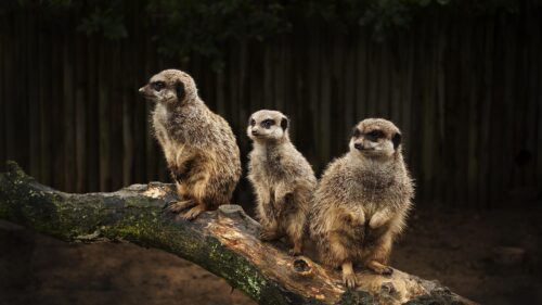 Three Cute Meerkats Perched on a Tree Branch 4K Wallpaper
