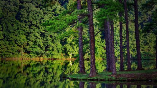 Serene Forest Lake Landscape with Tall Pine Trees 4K Wallpaper