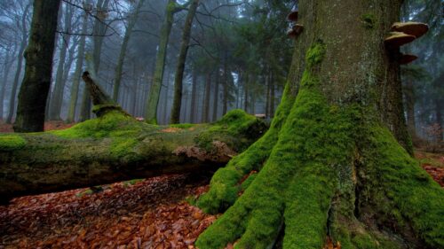 Misty Forest with Moss Covered Trees and Fallen Logs PC Wallpaper