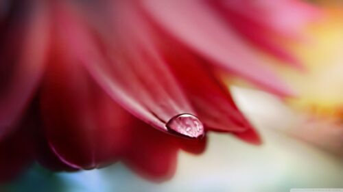 Macro Photography of Red Flower Petal with Dew Drop PC Wallpaper