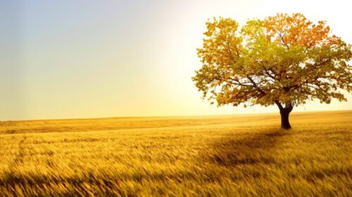 Golden Wheat Field with Lone Tree at Sunset 4K PC Wallpaper